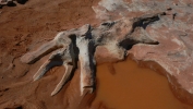 PICTURES/Dinosaur Tracks/t_Skeleton.JPG